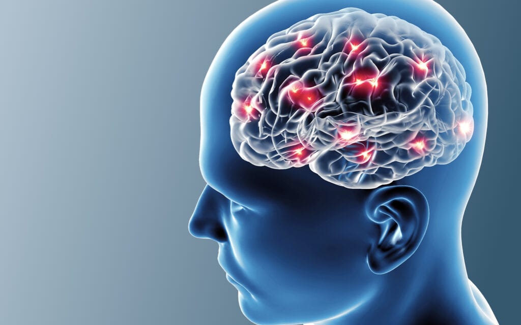 Entwicklung von Gehirn und Nervensystem